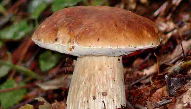  Image name: 176 Porcino.jpg 
 width: 650 pixel 
 height: 371 pixel 
 Size: 15233 bytes 
 Click to enlarge 